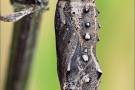 Distelfalter Puppe (Vanessa cardui) 16