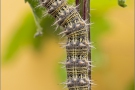 Distelfalter Raupe (Vanessa cardui) 13