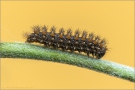 Ehrenpreis-Scheckenfalter Raupe (Melitaea aurelia) 09