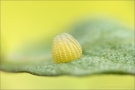 Kaisermantel Ei (Argynnis paphia) 01