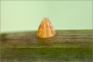 Mädesüß Perlmuttfalter Ei (Brenthis ino) 08