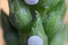 Faulbaumbläuling Ei (Celastrina argiolus) 04