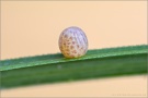 Graubindiger Mohrenfalter Ei (Erebia aethiops) 04