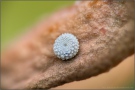 Himmelblauer Bläuling Ei (Lysandra bellargus) 07