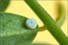 Ginster-Bläuling Ei (Plebejus idas) 08