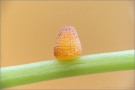Großer Perlmutterfalter Ei (Speyeria aglaja) 05