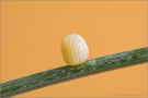 Felsen-Mohrenfalter Ei (Erebia gorge) 04