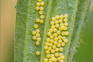 Ehrenpreis-Scheckenfalter Eier (Melitaea aurelia) 08