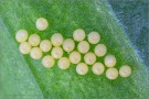 Wachtelweizen-Scheckenfalter Eier 06 (Melitaea athalia)