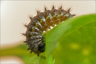 Alpenmatten-Perlmutterfalter Eiraupe (Boloria pales) 01