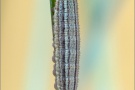 Graubindiger Mohrenfalter Raupe (Erebia aethiops) 13