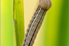 Graubindiger Mohrenfalter Raupe (Erebia aethiops) 10