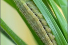 Mandeläugiger Mohrenfalter Raupe (Erebia alberganus) 19