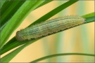 Mandeläugiger Mohrenfalter Raupe (Erebia alberganus) 18