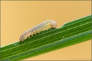 Mandeläugiger Mohrenfalter Raupe (Erebia alberganus) 10