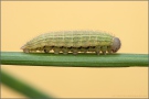 Mandeläugiger Mohrenfalter Raupe (Erebia alberganus) 15