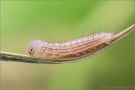 Gelbgefleckter Mohrenfalter Raupe (Erebia manto) 03