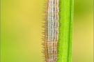 Gelbgefleckter Mohrenfalter Raupe (Erebia manto) 05