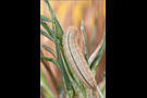 Rundaugen-Mohrenfalter Raupe (Erebia medusa) 02