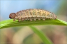 Freyers Alpen-Mohrenfalter Raupe (Erebia styx) 05