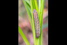 Freyers Alpen-Mohrenfalter Raupe (Erebia styx) 04