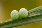 Schweizer Schillernder Mohrenfalter Eier (Erebia tyndarus) 05