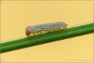 Schweizer Schillernder Mohrenfalter Raupe (Erebia tyndarus) 07