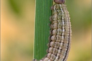 Schweizer Schillernder Mohrenfalter Raupe (Erebia tyndarus) 10