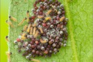 Goldener Scheckenfalter Eiraupen (Euphydryas aurinia) 17