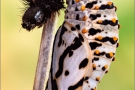 Alpiner Skabiosenscheckenfalter Puppe (Euphydryas aurinia debilis) 06