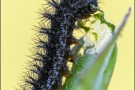 Alpiner Skabiosenscheckenfalter Raupe (Euphydryas aurinia debilis) 13