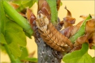 Blauer Eichenzipfelfalter (Favonius quercus) 11