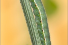 Goldene Acht Raupe (Colias hyale) 12