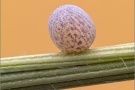 Graubindiger Mohrenfalter Ei (Erebia aethiops) 05