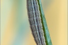 Graubindiger Mohrenfalter Raupe (Erebia aethiops) 12