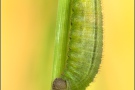 Mandeläugiger Mohrenfalter Raupe (Erebia alberganus) 20