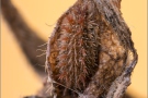 Kleiner Eisvogel Hibernarium (Limenitis camilla) 10