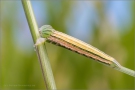 Kleine Rostbinde Raupe (Hipparchia statilinus) 01