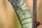 Segelfalter Puppe (Iphiclides podalirius) 11