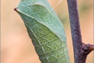 Segelfalter Puppe (Iphiclides podalirius) 10