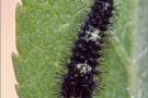 Segelfalter Raupe (Iphiclides podalirius) 08