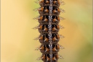 Kleiner Perlmutterfalter Raupe (Issoria lathonia) 09