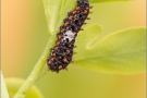 Schwalbenschwanz Raupe (Papilio machaon) 07