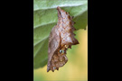 Kaisermantel Puppe (Argynnis paphia) 05