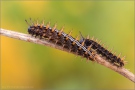 Kaisermantel Raupen (Argynnis paphia) 05