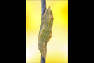 Kleiner Kohlweißling Puppe (Pieris rapae) 05