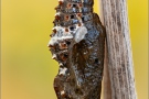 Kleiner Perlmutterfalter Puppe (Issoria lathonia) 13