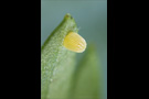 Kleiner Perlmuttfalter Ei (Issoria lathonia) 01