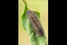 Spanischer Blauer Zipfelfalter Raupe (Laeosopis roboris) 07