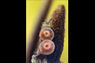Spanischer Blauer Zipfelfalter Ei (Laeosopis roboris) 06